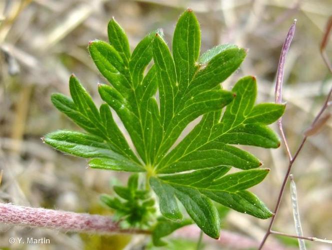<i>Potentilla neglecta</i> Baumg., 1816 © 