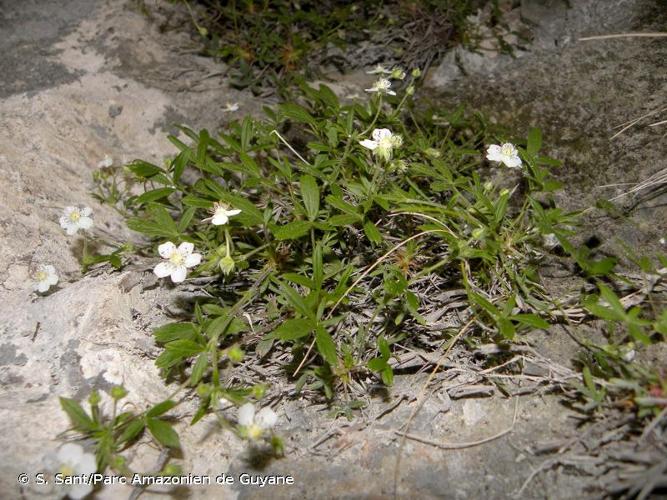 <i>Potentilla saxifraga</i> Ardoino ex De Not., 1848 © S. Sant/Parc Amazonien de Guyane