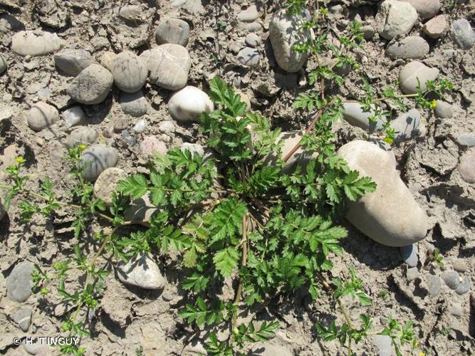 <i>Potentilla supina</i> L., 1753 © H. TINGUY