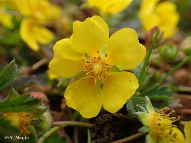 <i>Potentilla verna</i> L., 1753 [nom. et typ. cons.] © 