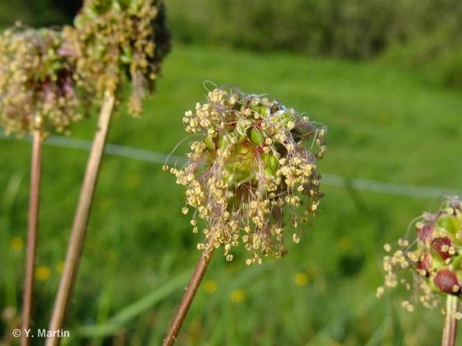 <i>Poterium sanguisorba</i> L., 1753 © 