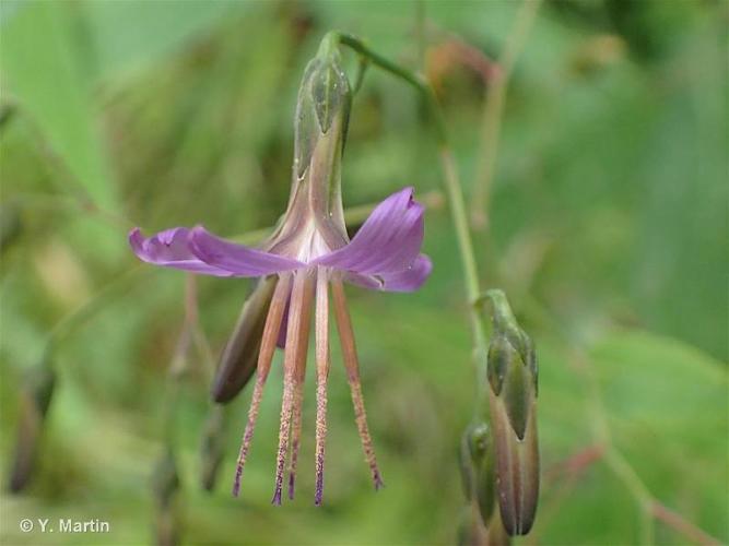 <i>Prenanthes purpurea</i> L., 1753 © 