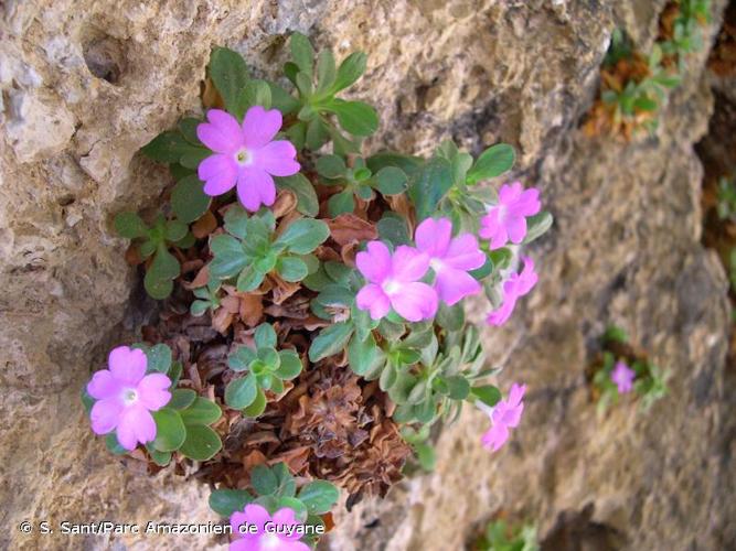 <i>Primula allionii</i> Loisel., 1809 © S. Sant/Parc Amazonien de Guyane