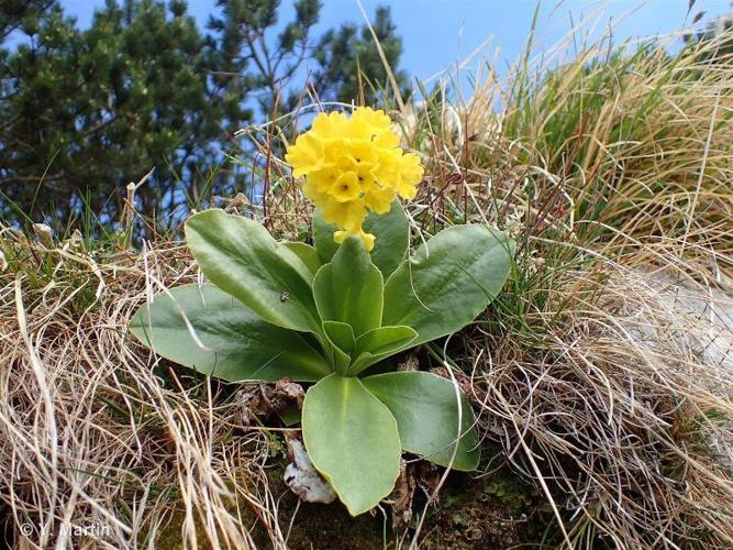 <i>Primula lutea</i> Vill., 1787 © 