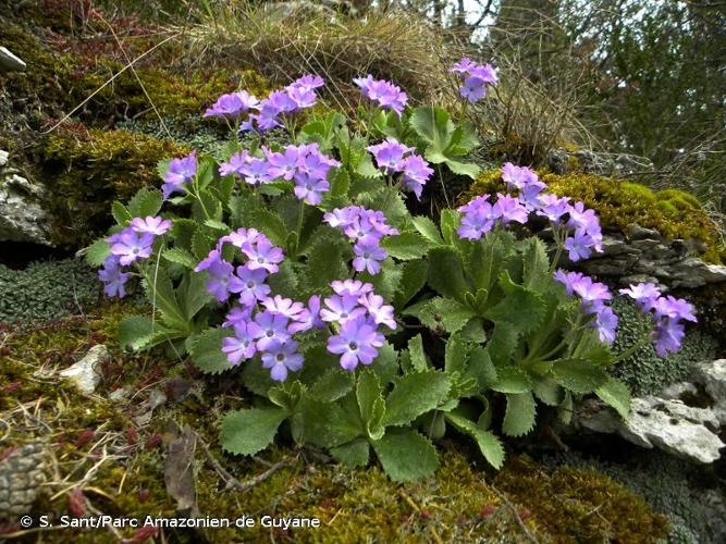 <i>Primula marginata</i> Curtis, 1792 © S. Sant/Parc Amazonien de Guyane