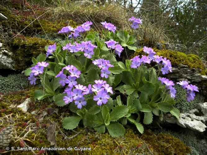 <i>Primula marginata</i> Curtis, 1792 © S. Sant/Parc Amazonien de Guyane