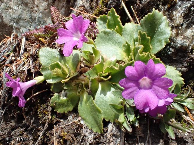 <i>Primula pedemontana</i> E.Thomas ex Gaudin, 1828 © H. TINGUY