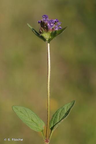 <i>Prunella vulgaris</i> L., 1753 © S. Filoche