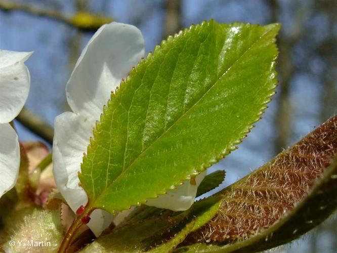 <i>Prunus avium</i> (L.) L., 1755 © 