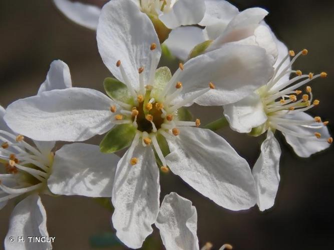 <i>Prunus mahaleb</i> L., 1753 © H. TINGUY