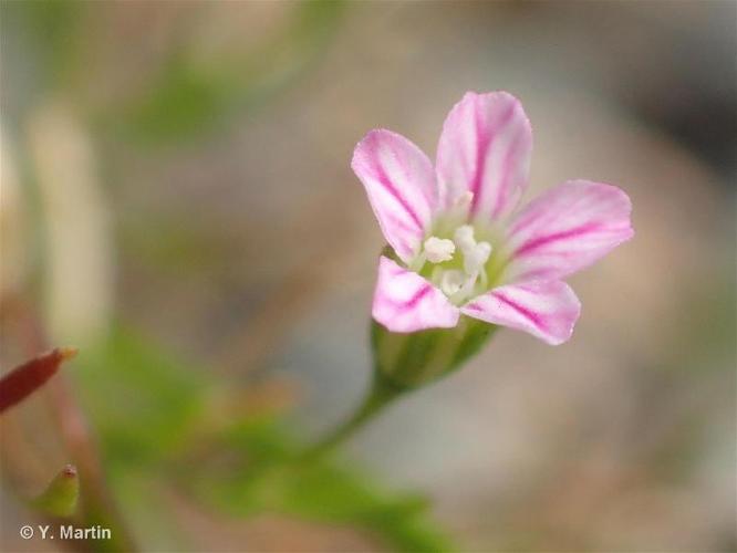 <i>Psammophiliella muralis</i> (L.) Ikonn., 1976 © 