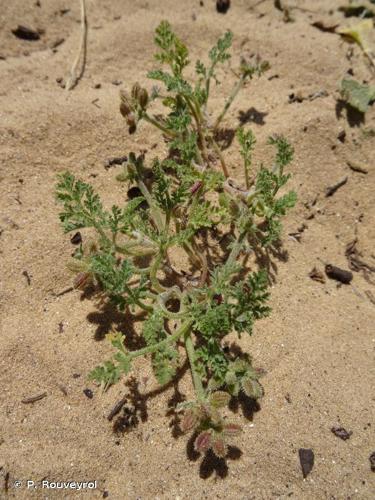 <i>Pseudorlaya pumila</i> (L.) Grande, 1925 © P. Rouveyrol