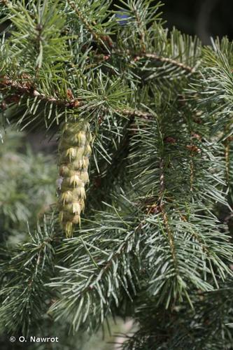 <i>Pseudotsuga menziesii</i> (Mirb.) Franco, 1950 © O. Nawrot