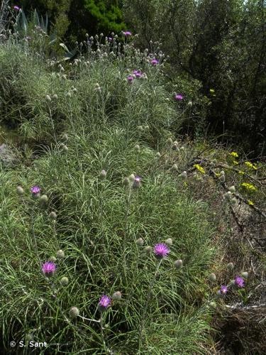 <i>Ptilostemon gnaphaloides</i> (Cirillo) Soják, 1962 © S. Sant