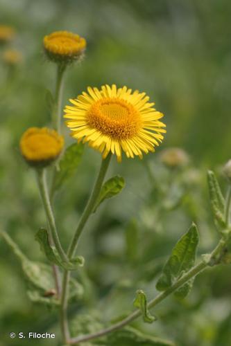 <i>Pulicaria dysenterica</i> (L.) Bernh., 1800 © S. Filoche