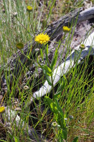 <i>Pulicaria odora</i> (L.) Rchb., 1831 © O. Delzons