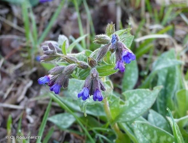 <i>Pulmonaria longifolia</i> (Bastard) Boreau, 1857 © O. Roquinarc'h