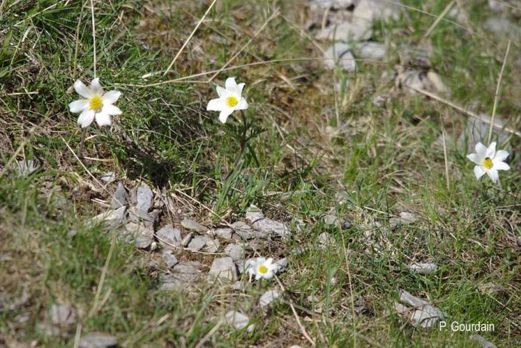 <i>Pulsatilla alpina</i> (L.) Delarbre, 1800 © P. Gourdain