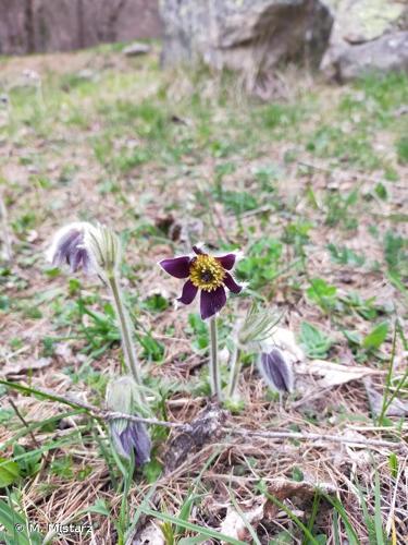 <i>Pulsatilla montana</i> (Hoppe) Rchb., 1832 © M. Mistarz