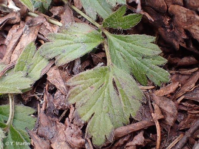 <i>Pulsatilla vernalis</i> (L.) Mill., 1768 © 