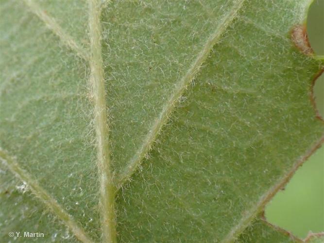 <i>Quercus pubescens</i> Willd., 1796 [nom. et typ. cons.] © 