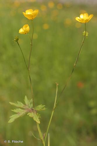 <i>Ranunculus acris</i> L., 1753 © S. Filoche