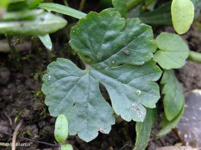 <i>Ranunculus auricomus</i> L., 1753 © 