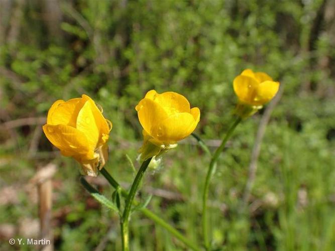 <i>Ranunculus bulbosus</i> L., 1753 © 