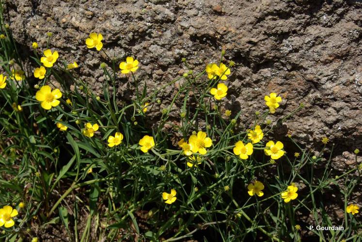 <i>Ranunculus flammula</i> L., 1753 © P. Gourdain