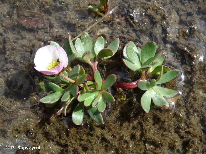 <i>Ranunculus glacialis</i> L., 1753 © P. Rouveyrol