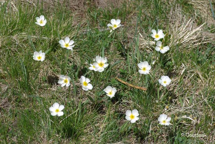 <i>Ranunculus kuepferi</i> Greuter & Burdet, 1987 © P. Gourdain