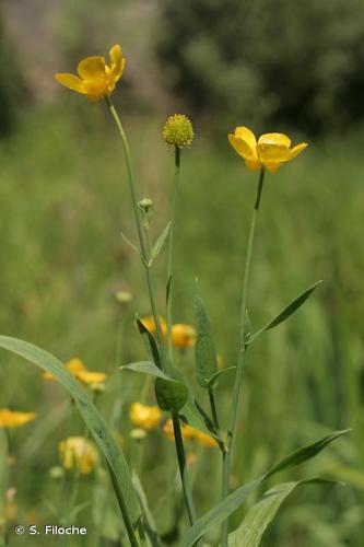 <i>Ranunculus lingua</i> L., 1753 © S. Filoche