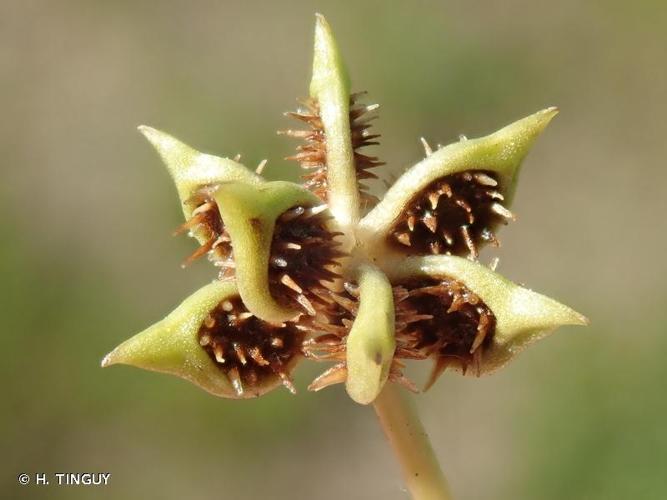 <i>Ranunculus muricatus</i> L., 1753 © H. TINGUY