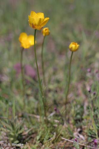 <i>Ranunculus paludosus</i> Poir., 1789 © S. Filoche