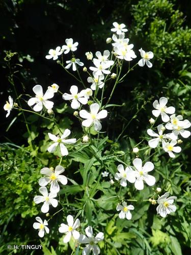 <i>Ranunculus platanifolius</i> L., 1767 © H. TINGUY