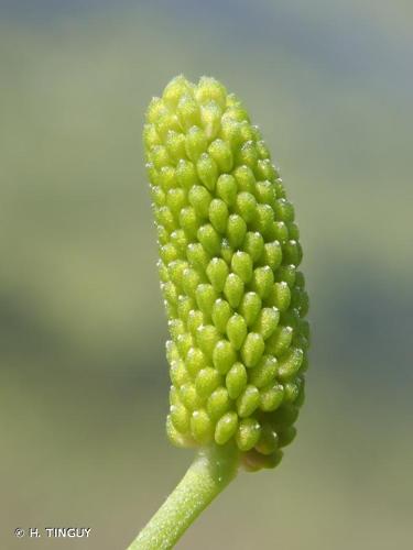 <i>Ranunculus sceleratus</i> L., 1753 © H. TINGUY