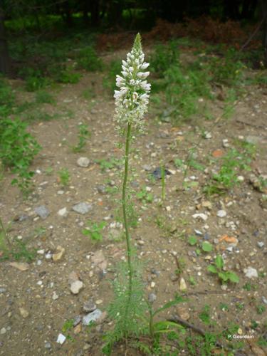 <i>Reseda alba</i> L., 1753 © P. Gourdain