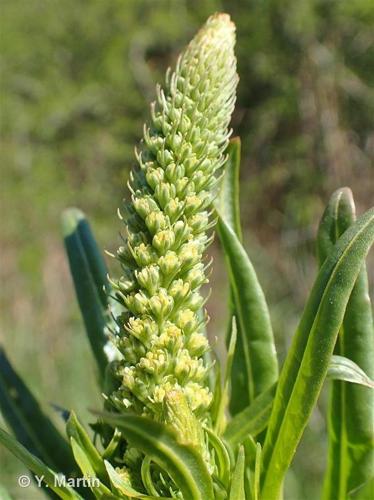 <i>Reseda luteola</i> L., 1753 © 