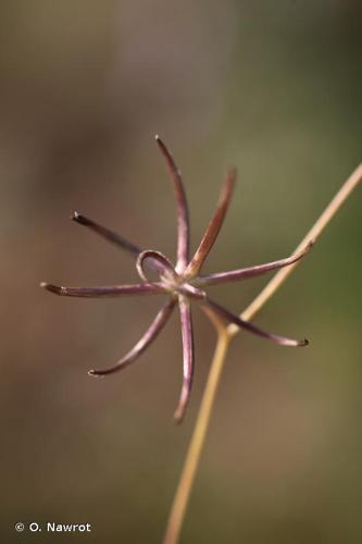 <i>Rhagadiolus stellatus</i> (L.) Gaertn., 1791 © O. Nawrot