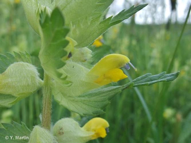 <i>Rhinanthus alectorolophus</i> (Scop.) Pollich, 1777 © 