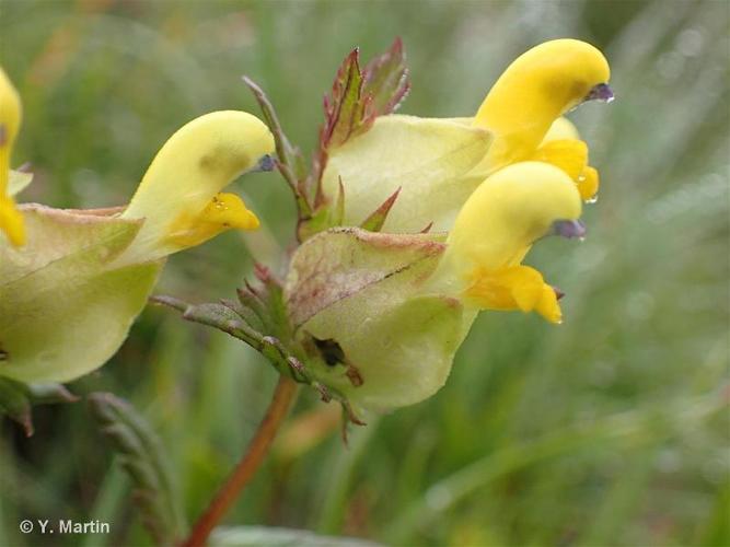 <i>Rhinanthus glacialis</i> Personnat, 1863 © 