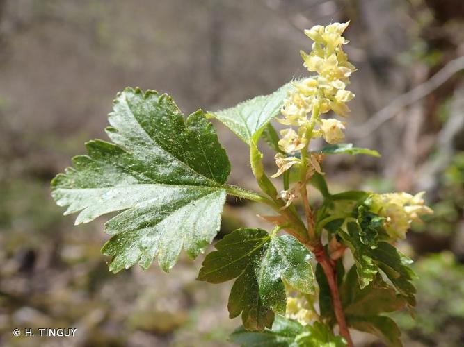 <i>Ribes alpinum</i> L., 1753 © H. TINGUY
