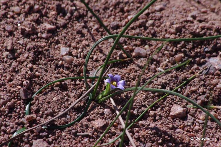 <i>Romulea ramiflora</i> Ten., 1827 © O. Delzons