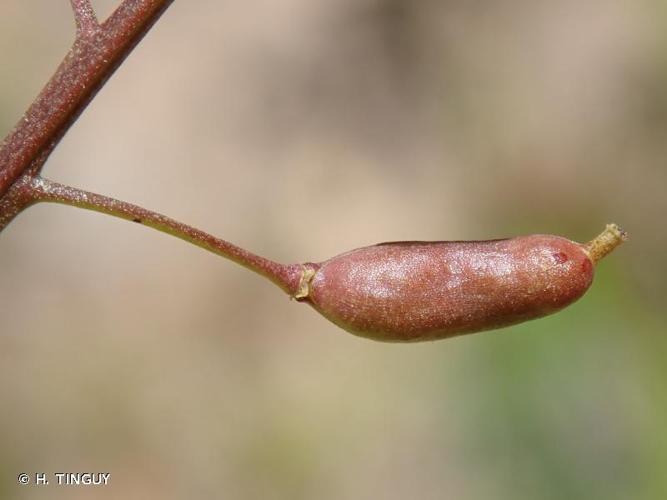 <i>Rorippa palustris</i> (L.) Besser, 1821 © H. TINGUY