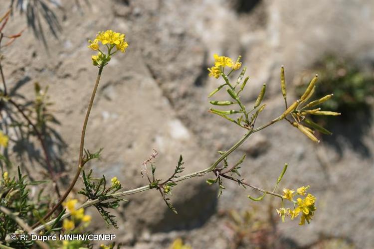 <i>Rorippa </i>x<i> anceps</i> (Wahlenb.) Rchb., 1837 © R. Dupré MNHN/CBNBP