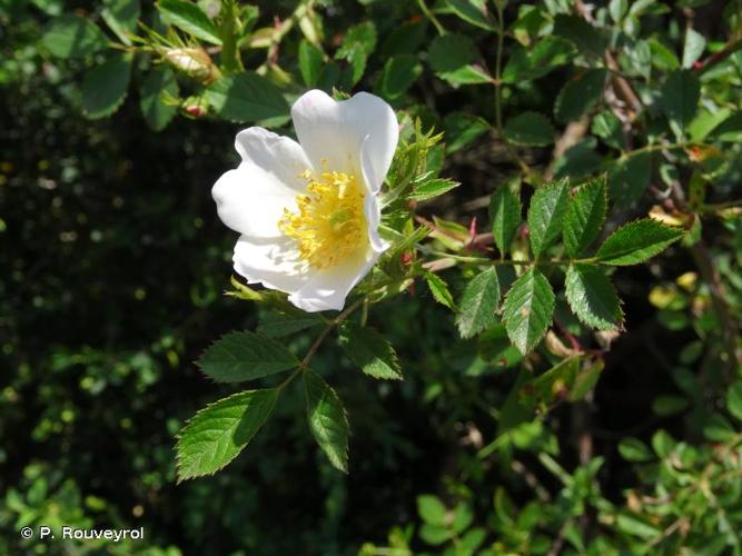 <i>Rosa agrestis</i> Savi, 1798 © P. Rouveyrol