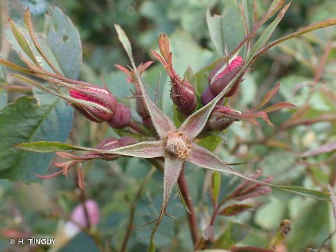 <i>Rosa glauca</i> Pourr., 1788 © H. TINGUY