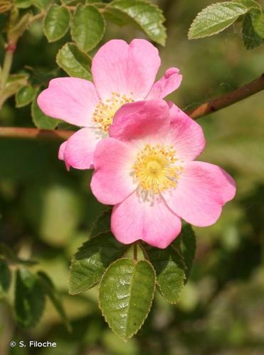 <i>Rosa micrantha</i> Borrer ex Sm., 1812 © S. Filoche