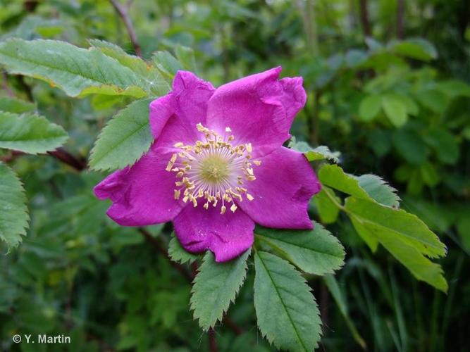 <i>Rosa pendulina</i> L., 1753 © 