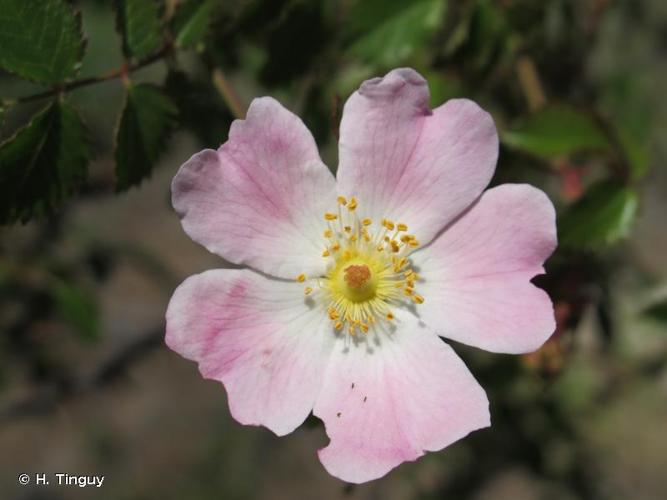 <i>Rosa pouzinii</i> Tratt., 1823 © H. Tinguy